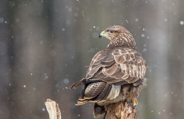 Common Buzzard in winter at a wet forest