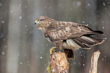 Common Buzzard in winter at a wet forest