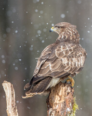 Fototapeta premium Common Buzzard in winter at a wet forest