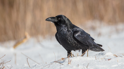 Fototapeta premium Common Raven - in winter at a wet forest