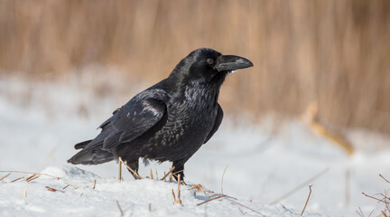 Common Raven - in winter at a wet forest