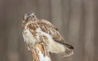 Common Buzzard in winter at a wet forest