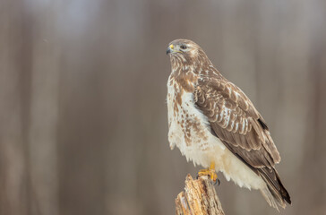 Common Buzzard in winter at a wet forest