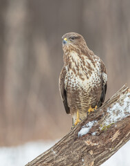 Common Buzzard in winter at a wet forest