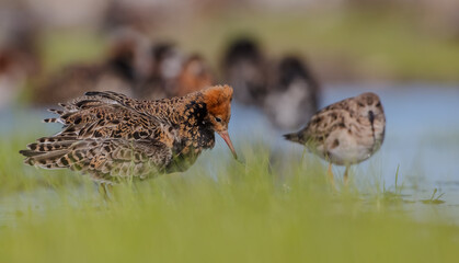  The ruff - pair at wetland on a mating season in spring