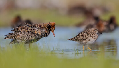  The ruff - pair at wetland on a mating season in spring