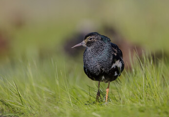 Ruff - male bird at a wetland on the mating season in spring