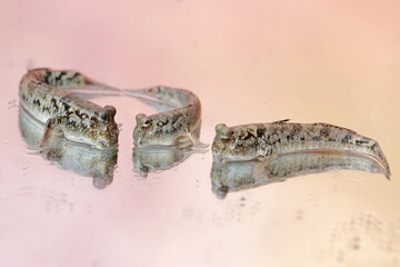 Three barred mudskippers are resting. This fish, which is mostly done in the mud, has the scientific name Periophthalmus argentilineatus.
