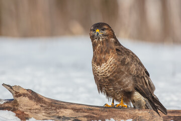 Common Buzzard in winter at a wet forest