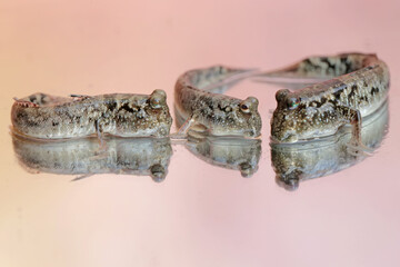 Three barred mudskippers are resting. This fish, which is mostly done in the mud, has the scientific name Periophthalmus argentilineatus.