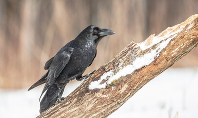 Common Raven - in winter at a wet forest
