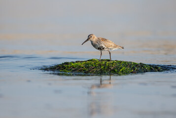 Dunlin - at a seashore on the autumn migration way