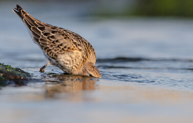 Dunlin - at a seashore on the autumn migration way