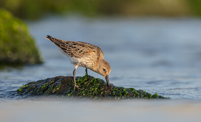 Dunlin - at a seashore on the autumn migration way