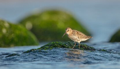 Dunlin - at a seashore on the autumn migration way