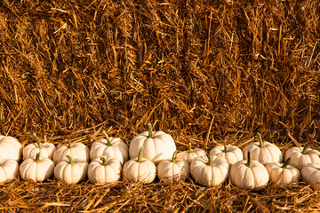 autumn harvest with organics pumpkins, squash and gourds for thanksgiving and fall agriculture...