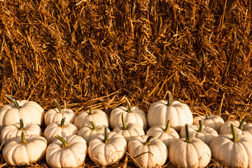 autumn harvest with organic decorative pumpkins, squash and gourds for thanksgiving and fall...
