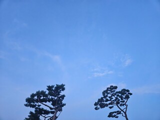 Sky between pine tree
