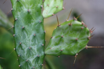Opuntia jamaicensis variegata Ghost kaktus opuncja