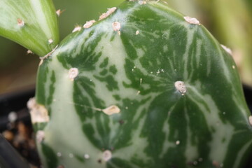 Opuntia jamaicensis variegata Ghost kaktus opuncja