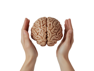 Hand holding a human brain model, showing detail and texture, isolated on white background.  PNG transparent.