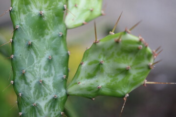 Opuntia jamaicensis variegata Ghost kaktus opuncja