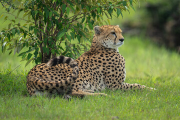 Female cheetah lies under bush curling tail