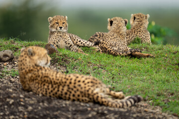 Female cheetah lies with cubs on bank