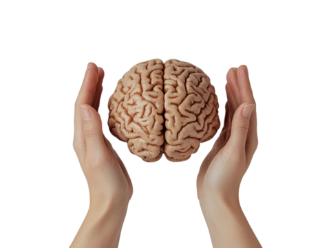 Hand holding a human brain model, showing detail and texture, isolated on white background.  PNG transparent.
