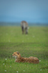 Female cheetah lies on grass near zebra