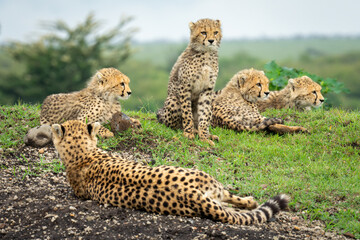 Female cheetah lies by cubs on bank © Nick Dale