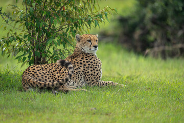 Female cheetah lies beneath bush curling tail