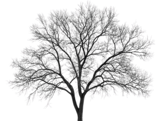 Bare tree branches, isolated on white, showing intricate details and silhouette of leafless limbs.  PNG transparent.