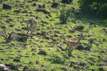 Female cheetah hunts common impala over rocks