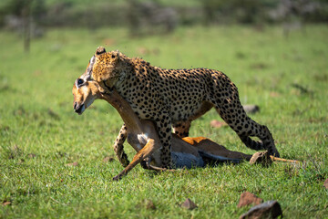 Female cheetah drags dead impala by neck