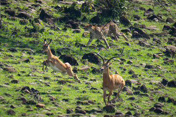 Female cheetah hunting female and male impalas