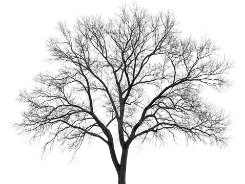 Bare tree branches, isolated on white, showing intricate details and silhouette of leafless limbs.  PNG transparent.