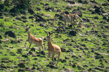 Female cheetah chasing male and female impalas