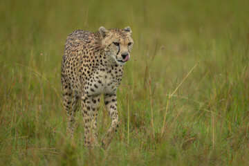 Female cheetah crosses long grass licking lips