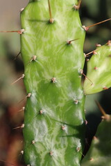 Opuntia jamaicensis variegata Ghost kaktus opuncja