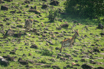 Female cheetah chasing common impala across rocks