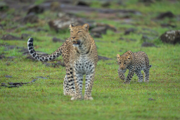 Cub stalks leopard from behind by rocks