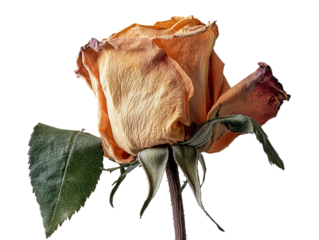 Dried rose with faded colors, showing texture and aging petals, isolated on white background.  PNG transparent.