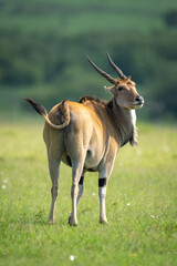 Common eland stands turning head towards camera
