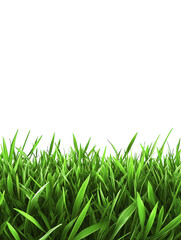 Fototapeta premium Fresh green grass along the bottom edge, isolated on a white background. PNG transparent.