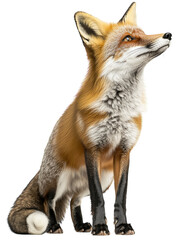Obraz premium Red fox standing, isolated on a white background. PNG transparent.