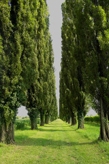 Beautiful avenue with tall green cypress trees