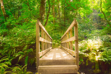 Wooden bridge in the forest 