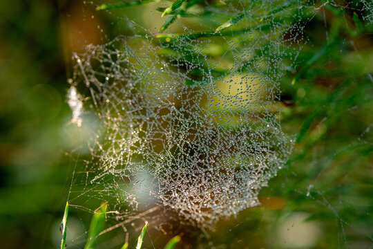 gossamer in the meadow at sunrise
