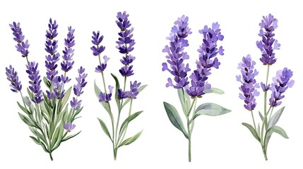 Obraz premium Set of purple lavender flowers watercolor isolated on white background. Vector illustration 